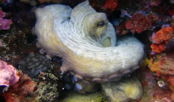 Octopus_vulgaris
