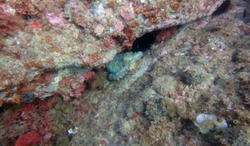 Octopus_vulgaris