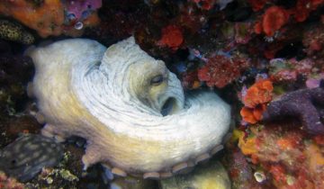 Octopus_vulgaris