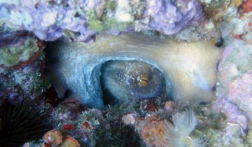 Octopus_vulgaris