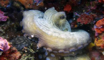 Octopus_vulgaris