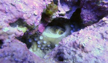 Octopus_vulgaris