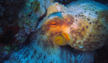 Octopus_vulgaris