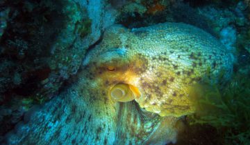 Octopus_vulgaris