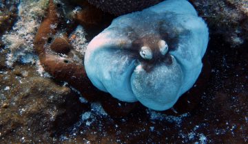 Octopus_vulgaris