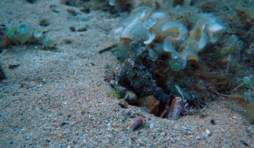 Octopus_vulgaris