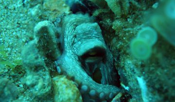 Octopus_vulgaris