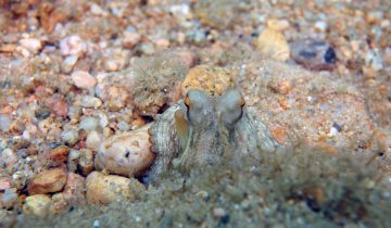 Octopus_vulgaris
