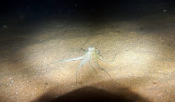 Octopus_vulgaris