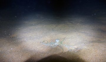 Octopus_vulgaris