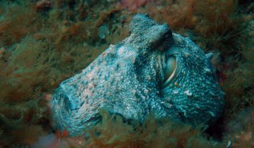 Octopus_vulgaris