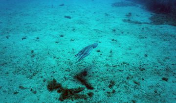 Octopus_vulgaris