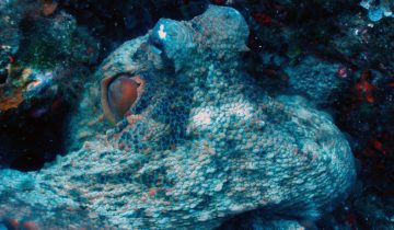 Octopus_vulgaris