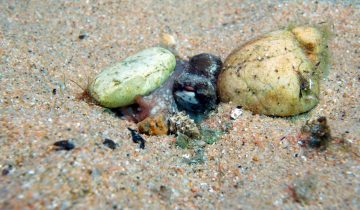 Octopus_vulgaris