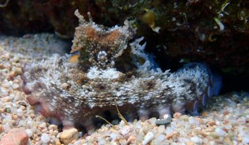 Octopus_vulgaris