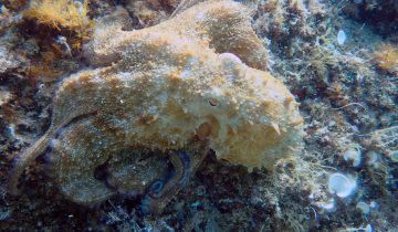 Octopus_vulgaris