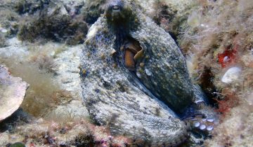 Octopus_vulgaris