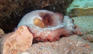 Octopus_vulgaris