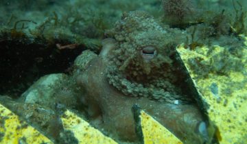 Octopus_vulgaris