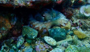 Octopus_vulgaris
