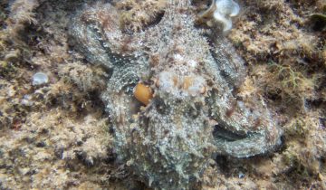 Octopus_vulgaris