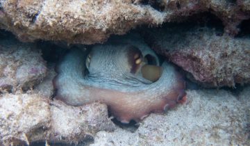 Octopus_vulgaris