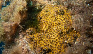 Oculina_patagonica