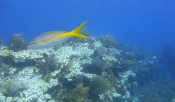 Ocyurus_chrysurus