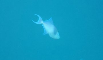 Odonus_niger
