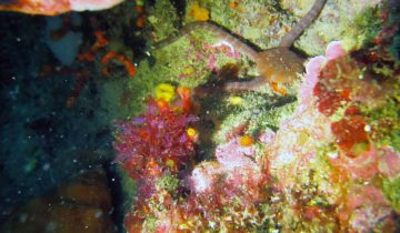 Ophioderma_longicaudum