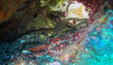 Ophioderma_longicaudum