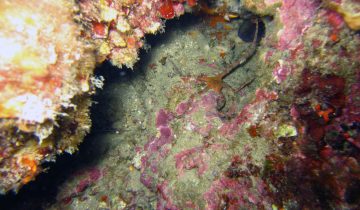 Ophioderma_longicaudum