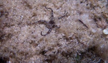 Ophioderma_longicaudum