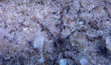 Ophioderma_longicaudum