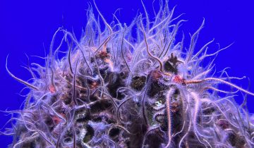 Ophiothrix_spiculata