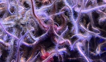 Ophiothrix_spiculata