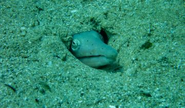Ophisurus_serpens