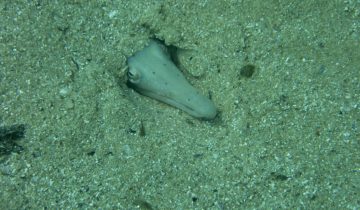 Ophisurus_serpens