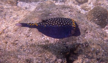 Ostracion_meleagris