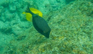 Ostracion_meleagris