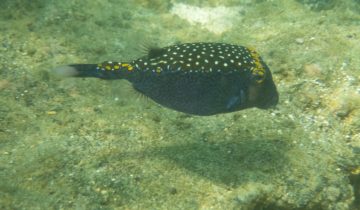 Ostracion_meleagris