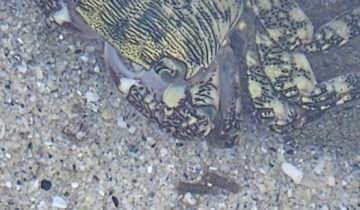 Pachygrapsus_crassipes