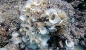 Padina_australis