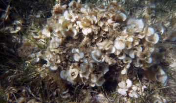 Padina_pavonica