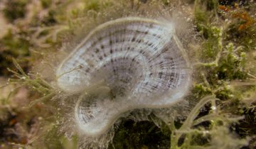 Padina_pavonica