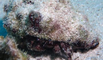Paguristes_puncticeps