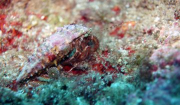 Pagurus_anachoretus