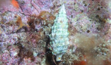 Pagurus_anachoretus