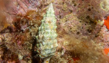 Pagurus_anachoretus