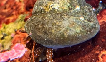 Pagurus_granosimanus